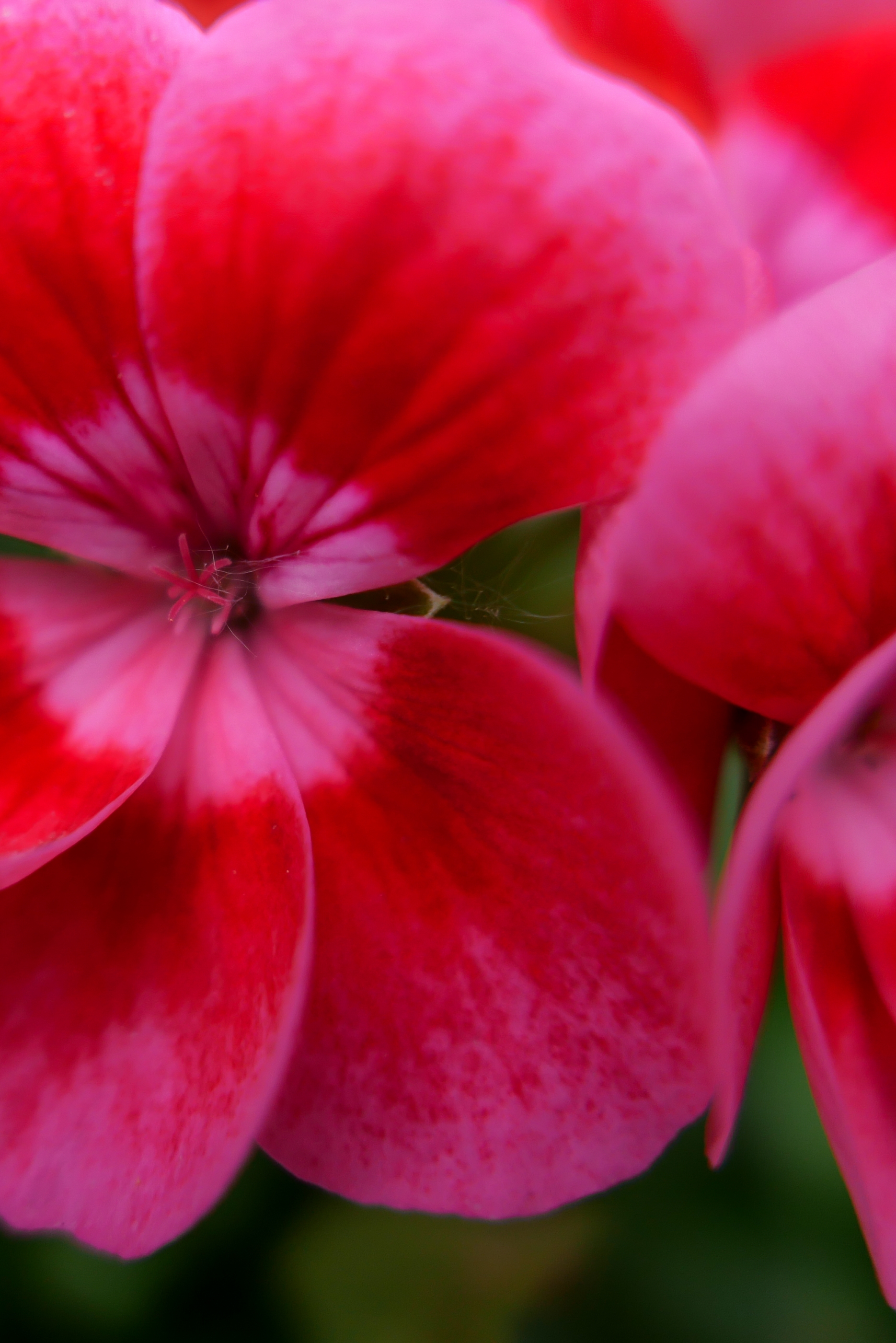 Pinky