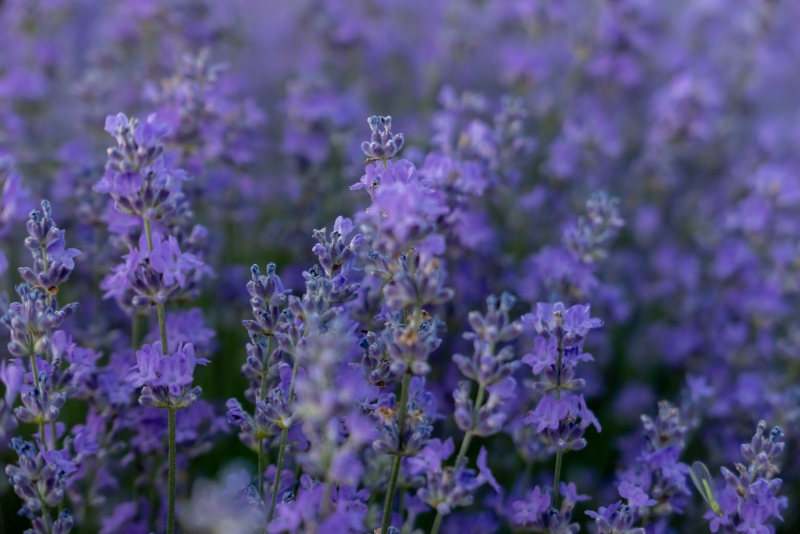 Lavender