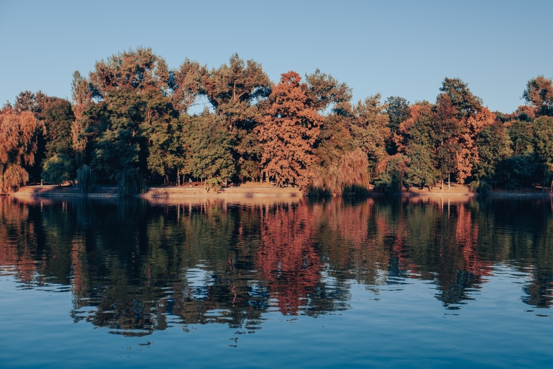 Early drifting leaves